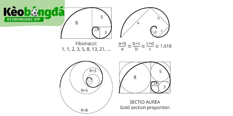 Fibonacci phản ánh quy luật lặp lại theo chu kỳ.